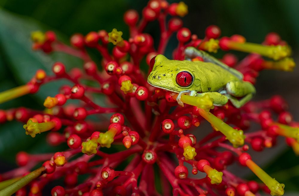 Tokina ATX-i 100 mm f/2.8 Macro FF - obiektyw macro do Canona i Nikona z "płaskim polem" 4