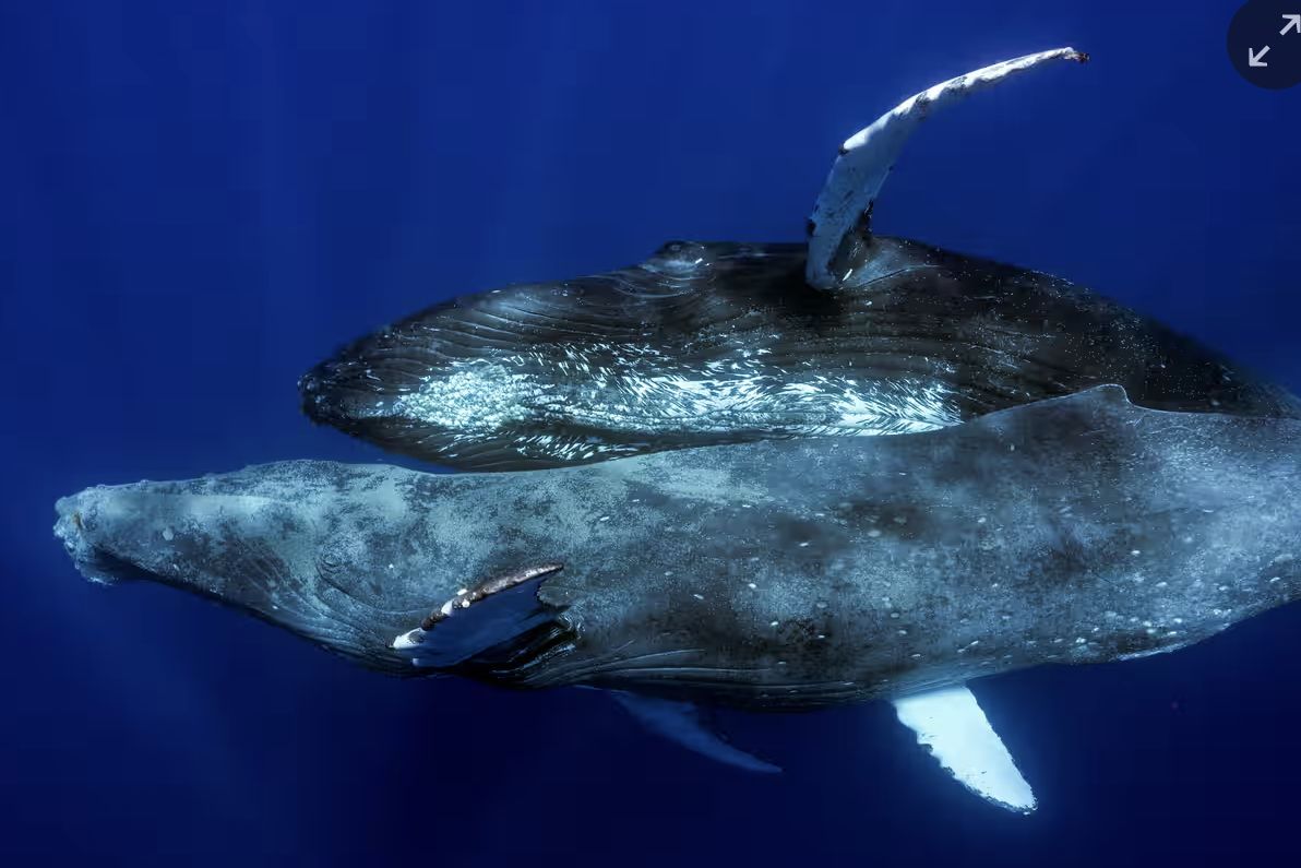 Dwa wieloryby tej samej płci przyłapane na seksie