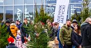 Gdańsk: Rozdaliśmy setki choinek w zamian za surowce wtórne. Nasza eko akcja przyciągnęła tłumy do Centrum Auchan