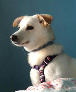 Warszawa. Schronisko Na Paluchu "od kuchni". Wirtualna wycieczka