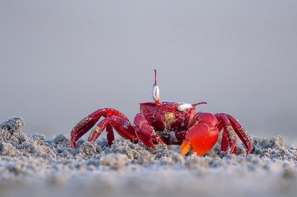 Najzabawniejsze zdjęcia finalistów The Comedy Wildlife Photography Awards 2017 15