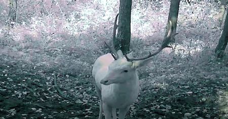 Niesamowity widok w Wielkopolsce. Sieć obiegło magiczne nagranie