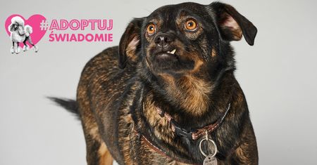 #AdoptujŚwiadomie: Pudelek szuka domu dla mieszkającego w metalowej beczce Kargula