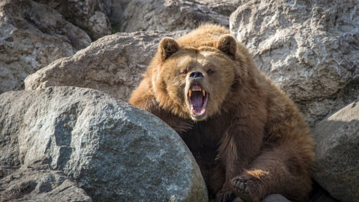 Jason Umbriaco i jego pies zostali zaatakowani przez psa. Turyście nie udało się wyjść ze spotkania z drapieżnikiem bez szwanku