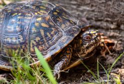 Wigierski Park Narodowy: Drapieżny żółw z Kalifornii złapany