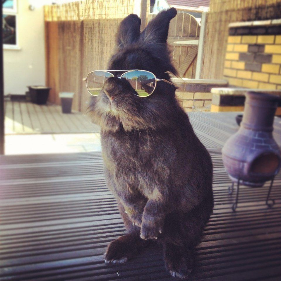 Zdjęcie królika w okularach przeciwsłonecznych rozpoczęło photoshopową bitwę narodów