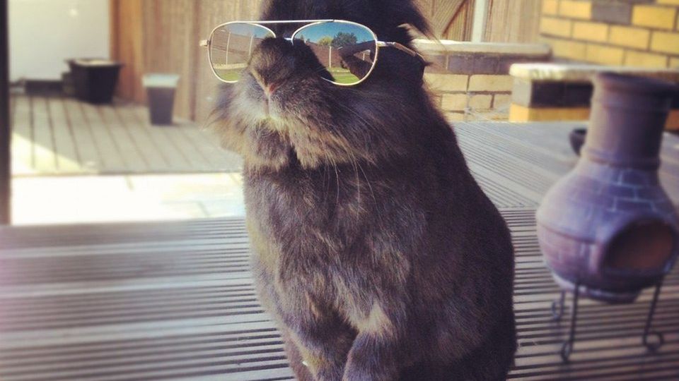 Zdjęcie królika w okularach przeciwsłonecznych rozpoczęło photoshopową bitwę narodów 1