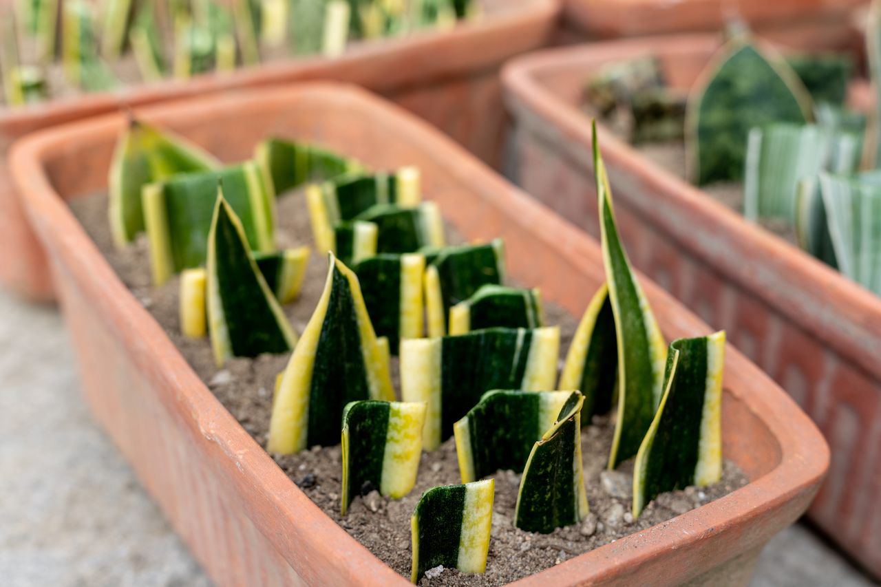 You can propagate sansevieria in several ways.