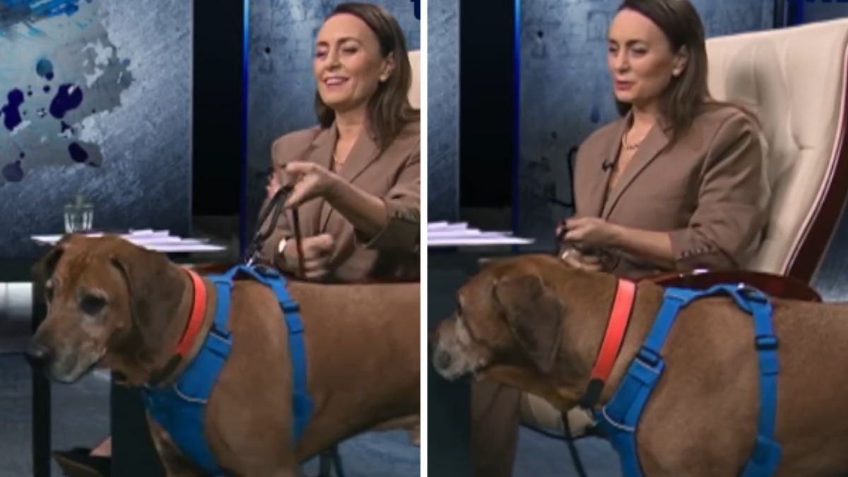 Pies w studiu TVN24
