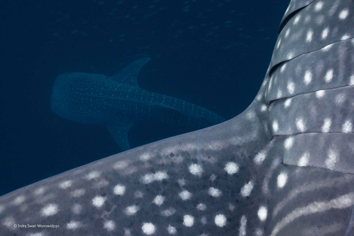 Zwycięzcy konkursu Wildlife Photographer of the Year 2014 15