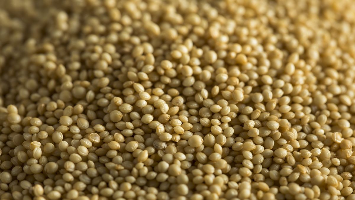 Raw Organic Amaranth Seed
Raw Organic Amaranth Seed Ready to Use in Cooking
bhofack2
amaranth, diet, dietary, free, fresh, gluten-free, grain, health, nutrition, raw, scoop, seeds