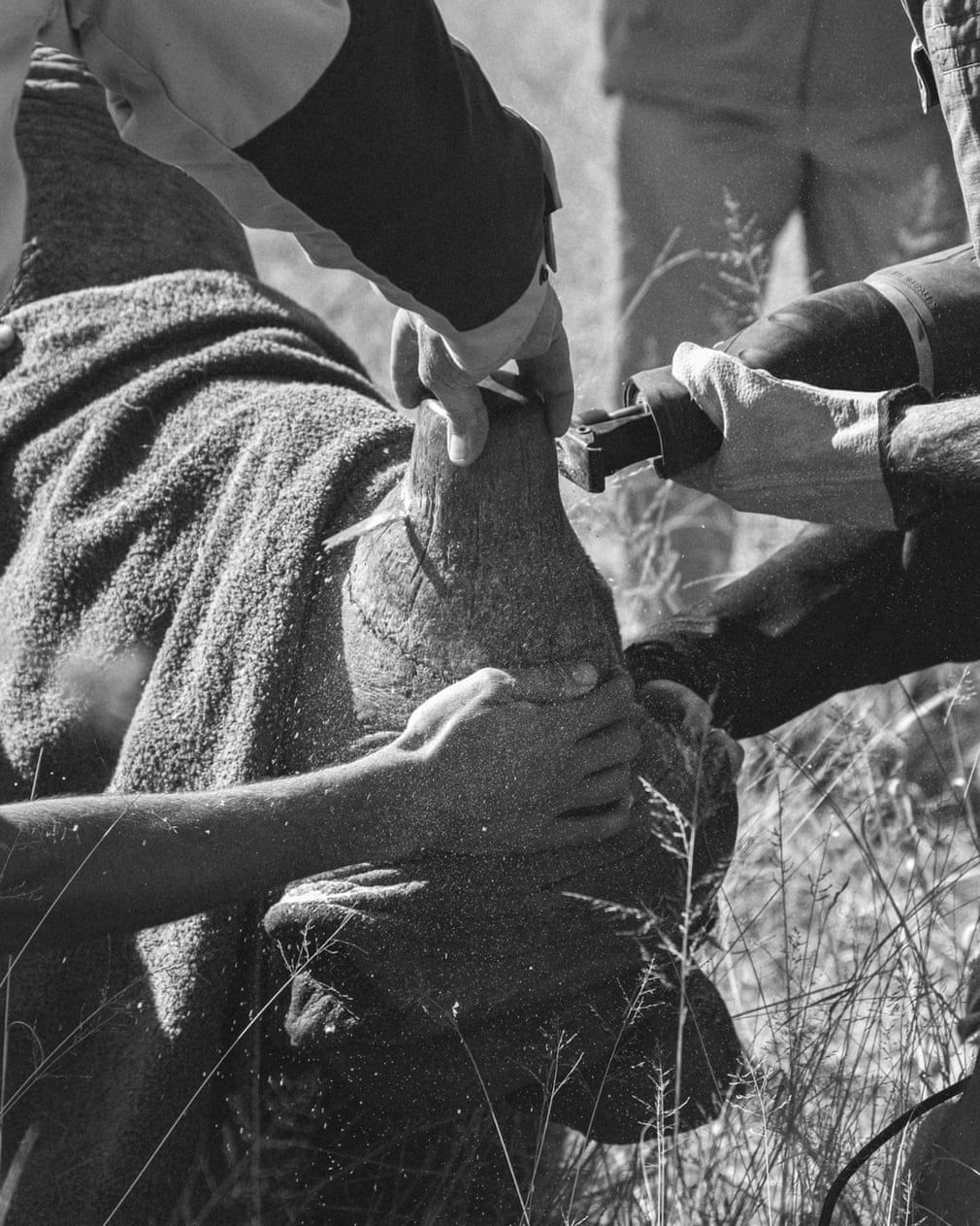 Zwycięskie zdjęcie w konkursie British Ecological Society pokazuje zależność zwierząt od ludzi 5