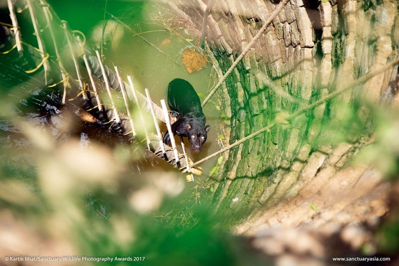 Mały słoń w płomieniach. Zdjęcie, które łamie serca, wygrało w konkursie Sanctuary Wildlife Photography Awards 2017 15