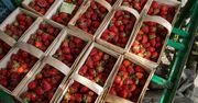Coraz więcej truskawek. Zaczyna się walka o kupców