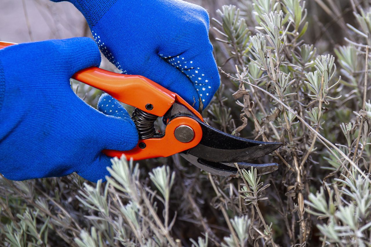 Masz lawendę? To ostatni dzwonek, by wykonać ten zabieg