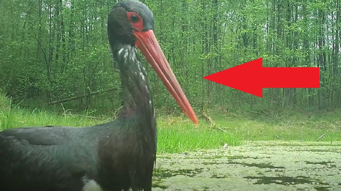 Nadleśnictwo Pułtusk