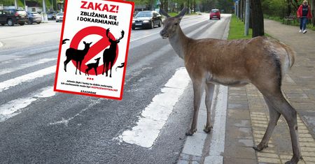 Zakopane apeluje do mieszkańców. "Mogą stanowić zagrożenie"