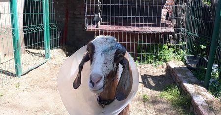 Zielona Góra. Koza cudem uniknęła śmierci. Właściciel chciał ją zgrillować