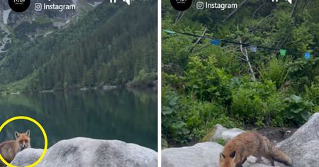 Niezwykłe spotkanie nad Morskim Okiem. Od razu chwycili za telefon