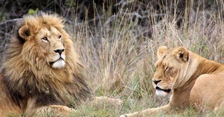 W chińskim zoo odkryto "lwa", który szczekał