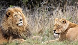W chińskim zoo odkryto "lwa", który szczekał