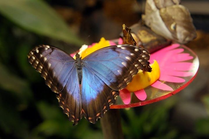 Motyle z Ameryki Południowej w warszawskim zoo