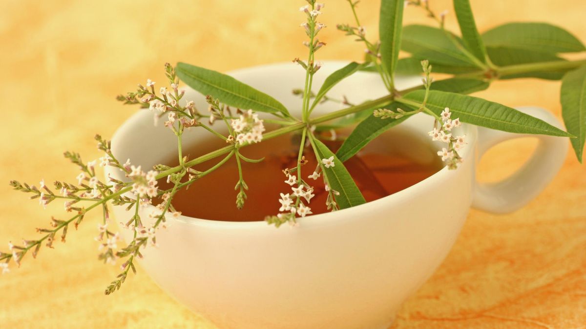 Werbena cytrynowa, nazywana inaczej miłowanką trójlistną, to roślina uprawiana głównie w Europie i Ameryce Południowej