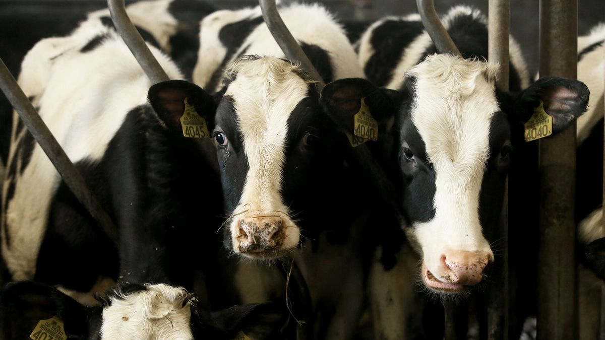 Problemy mleczarzy oraz hodowców bydła