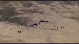 Stado kaszalotów znalezione na plaży