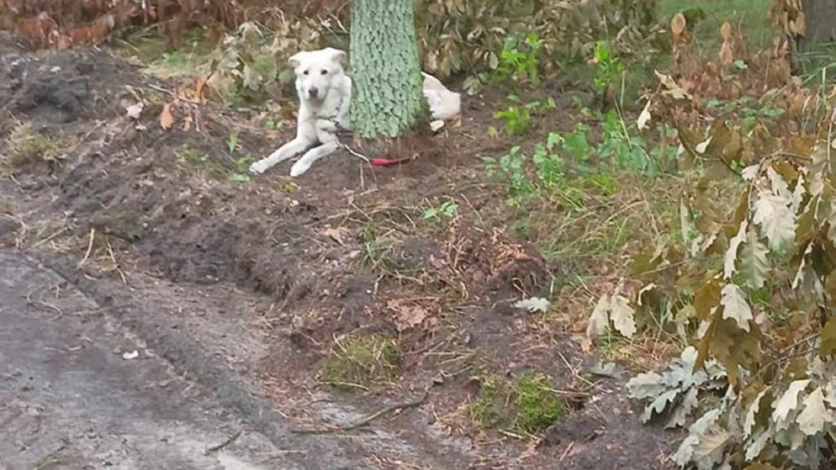 Pies przywiązany do drzewa w Bydgoszczy.