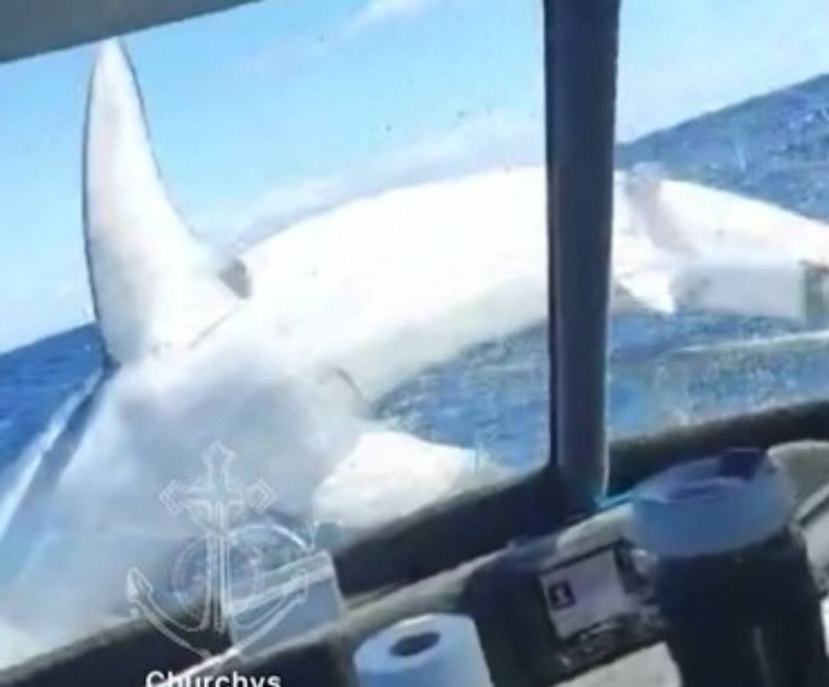 Rekin wskoczył na łódź w Nowej Zelandii