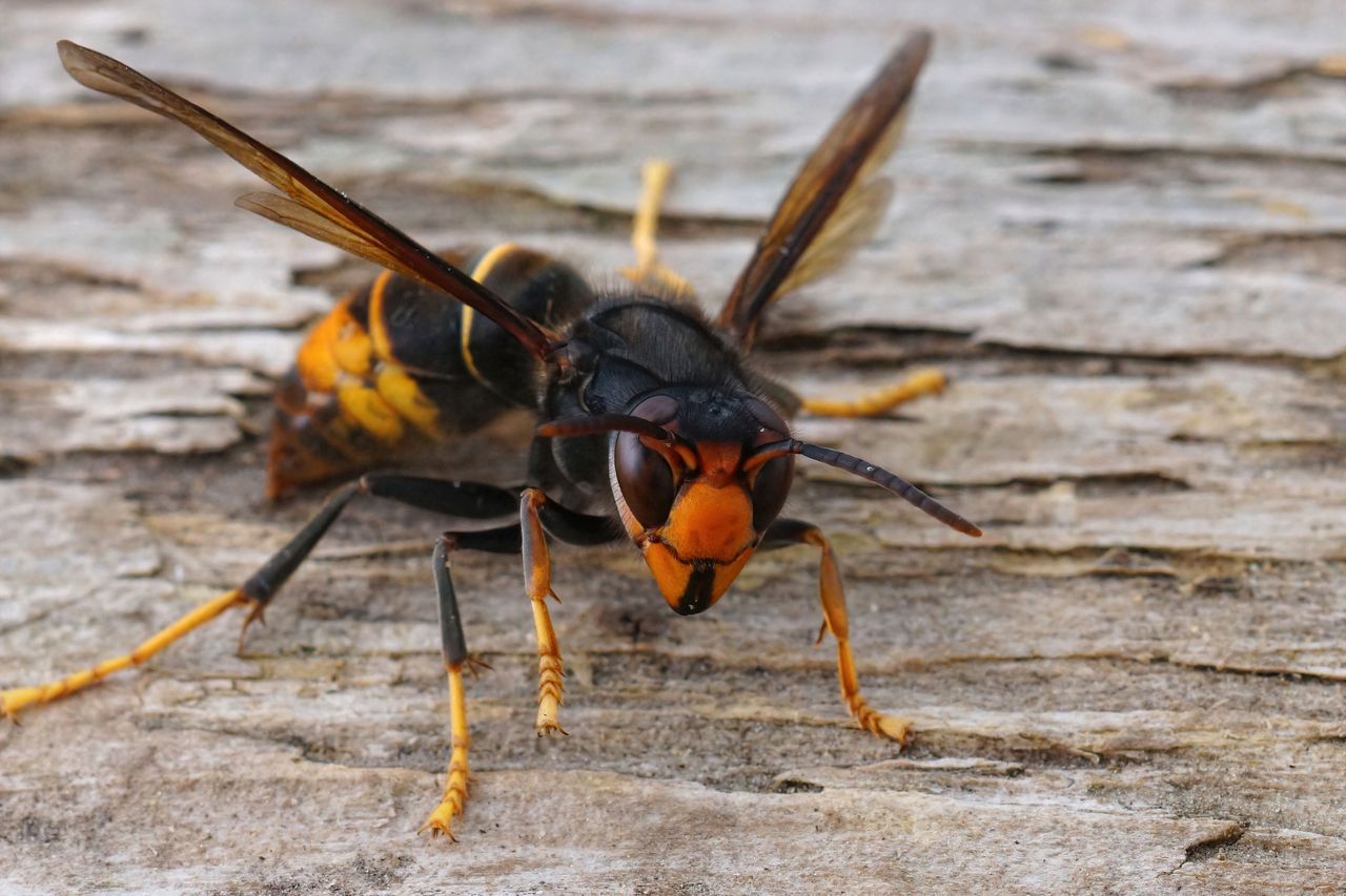 Hornissen-Alarm im Garten: So vertreiben Sie die Plagegeister!