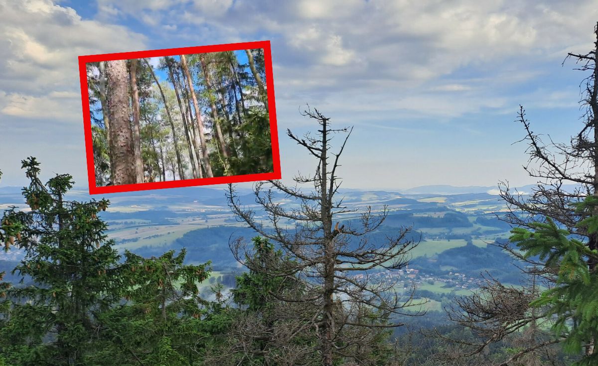 śmigłowiec, park narodowy, pożar Śmigłowiec na miejscu. Pożar w Parku Narodowym