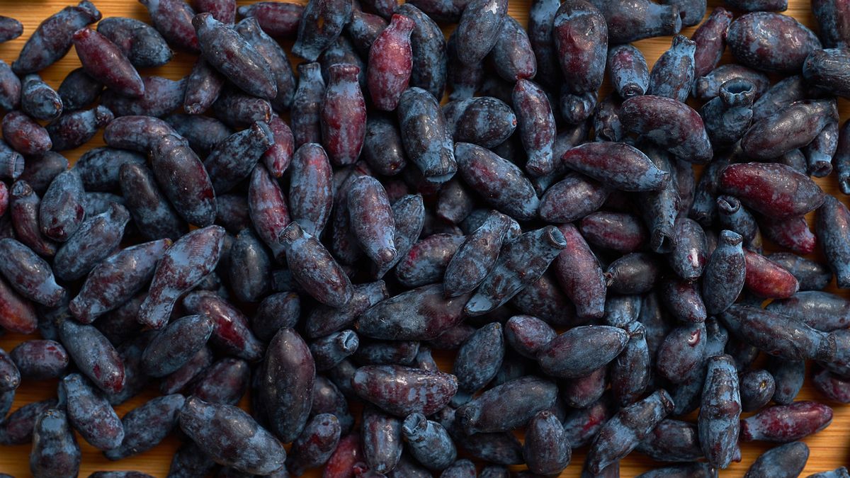 Jagoda kamczacka będzie hitem tego roku. 7 mln Polaków chce jej spróbować