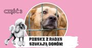 Pomóżmy znaleźć nowe domy dla psiaków ze schroniska w Radysach (ZDJĘCIA)