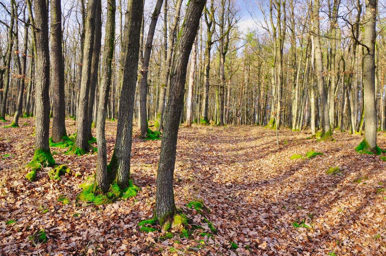 Podlasie: Cenne przyrodniczo obszary pod ochroną. Nowe rezerwaty przyrody