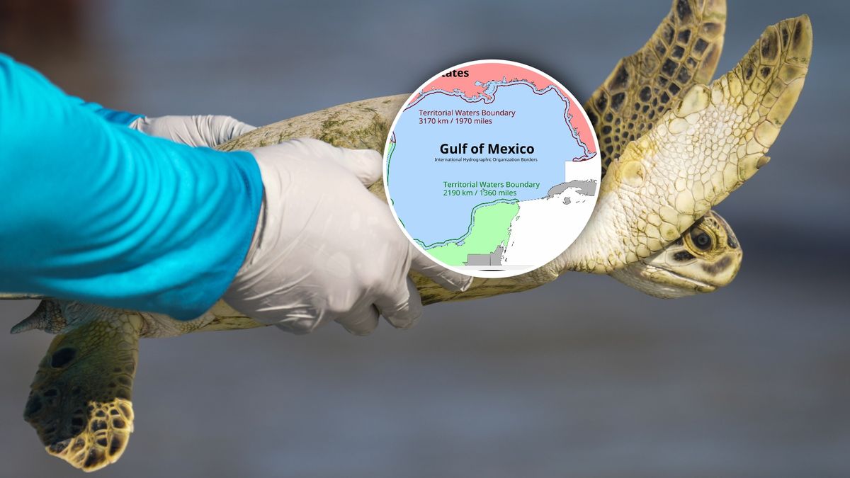 Wyciek ropy w Zatoce Meksykańskiej uśmiercił liczne zwierzęta