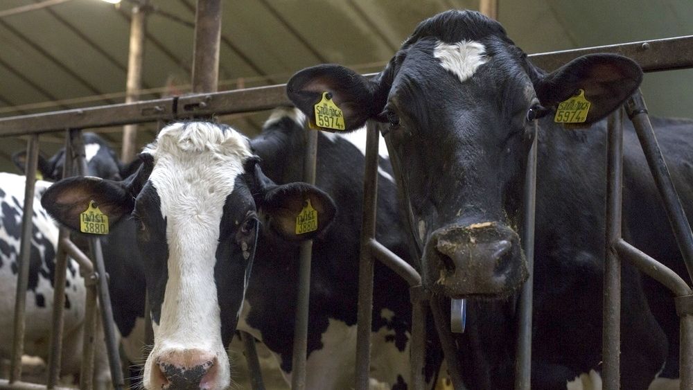 Mleczarnie pod groźbą kary mogą nawet przymusić dostawcę do wydania całego wyprodukowanego mleka.