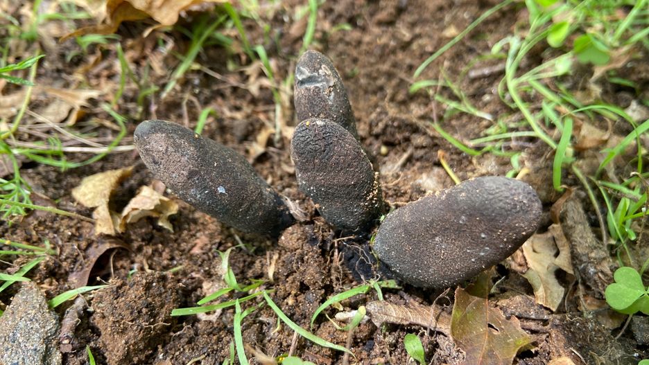 "Palce umarlaka" mogą wystraszyć podczas leśnego spaceru