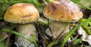 Kiedy grzyby rosną najszybciej? Nie tylko deszcz ma tutaj znaczenie
