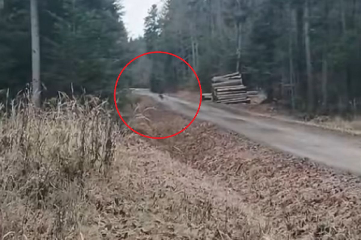 Wilk zaledwie 30 metrów od strażnika. Jest nagranie