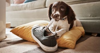 Pies gryzie buty? Powód może być zaskakujący