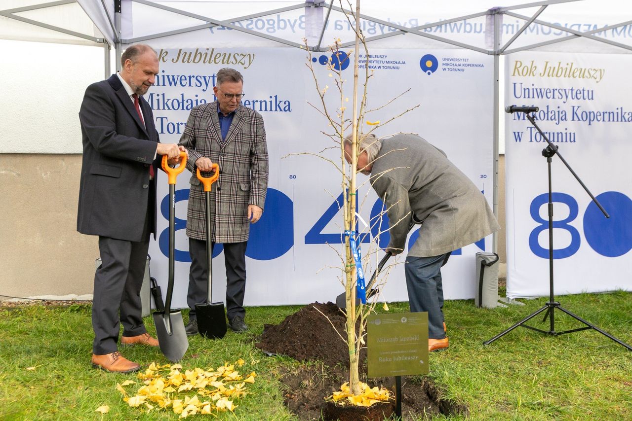 Bydgoszcz: Miłorząb japoński posadzono przed Collegium Medicum UMK