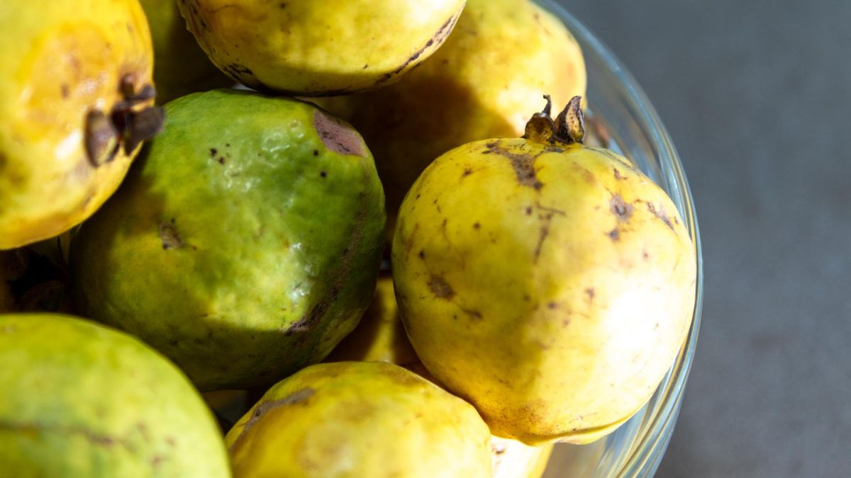 Gujawa – tropikalny owoc, który wspiera odporność i zdrowie