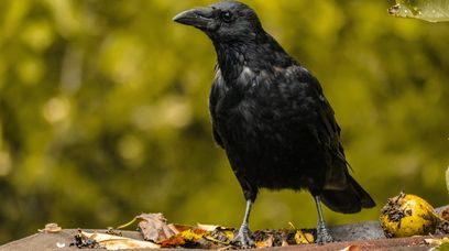 Wirusolog o doniesieniach z Warszawy. Ptaki zabija wirus Zachodniego Nilu