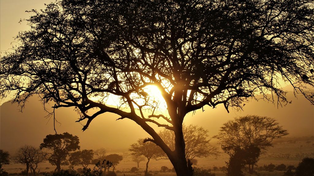 Na sawannie rosną drzewa i krzewy o grubej korze, m.in. akacja, baobab czy aloes
