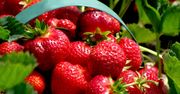 Czas na truskawkowe żniwa