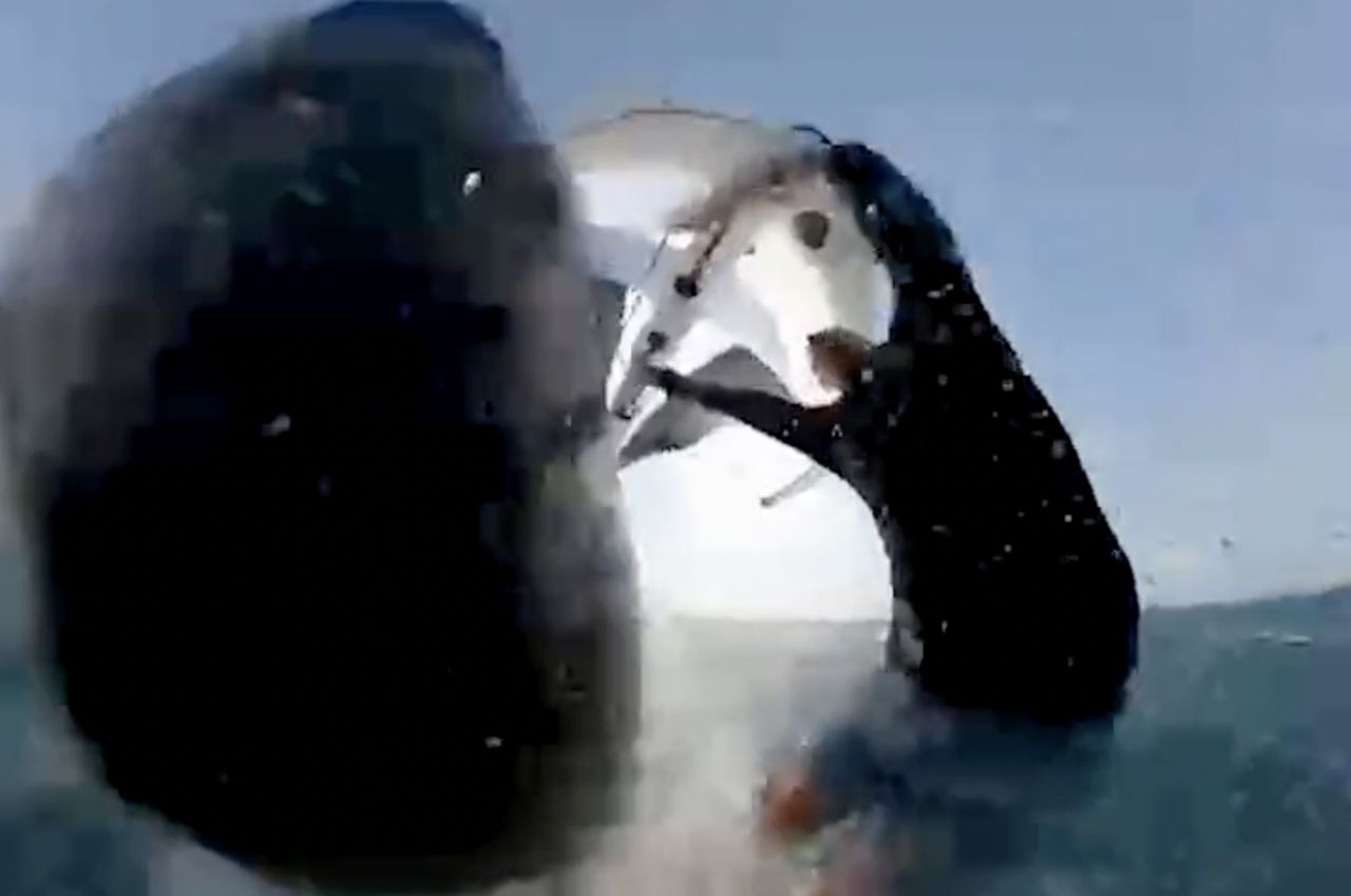 The sports camera footage shows a whale hitting a windsurfer.