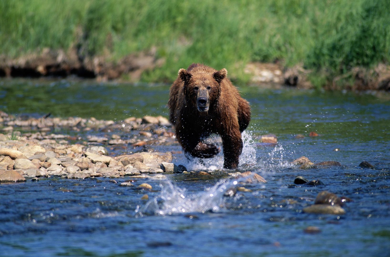 Agresywny niedźwiedź znów zagraża mieszkańcom. Trwa obława