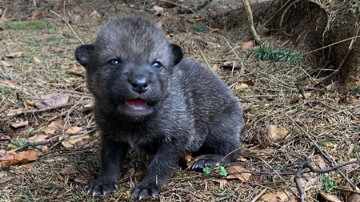 Turyści znaleźli na szlaku w Beskidach szczenię wilka